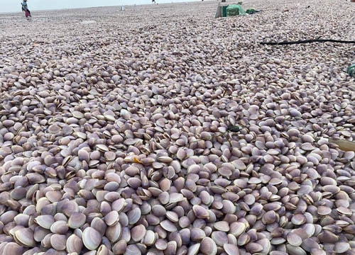Hàng trăm tấn ngao giấy dạt trắng bờ biển sau bão Noru